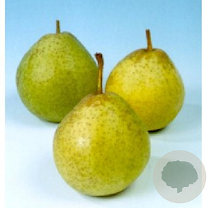Pyrus c. 'Noordholl. Suikerpeer' 16-18HA draadkluit