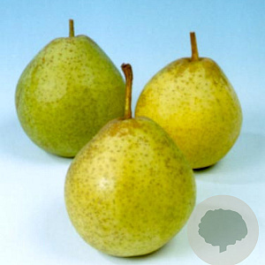 Pyrus c. 'Noordholl. Suikerpeer' 16-18HA draadkluit