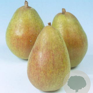 Pyrus c. 'Williams' struik wortelgoed