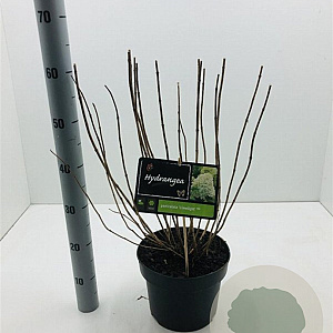 Hydrangea pan. 'Limelight' 40-60 cm 5,0L