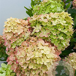 Hydrangea pan. Little Lime 50-60 cm 7,5L