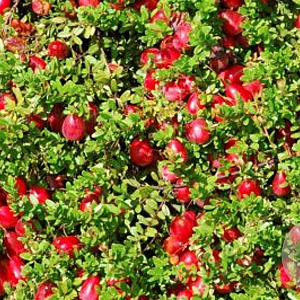 Vaccinium macrocarpon 'Howes' P9