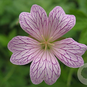 Geranium ox. 'Lace Time' GM P9