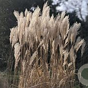 Miscanthus sin. 'Prof. R. Hansen' GM  P11