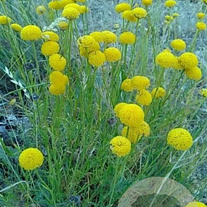 Santolina rosmarinifolia GM P9