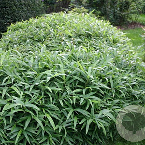 Sasaella ramosa pleioblastus viridistriatus 'Vagans' GM 2,0L