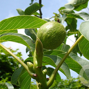 Juglans regia 'Buccaneer' 10-12 HO container