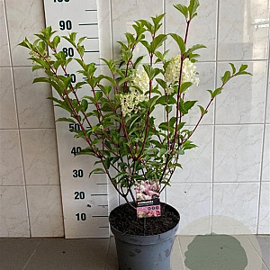 Hydrangea pan. Vanille-Fraise 50-60 cm 7,5L