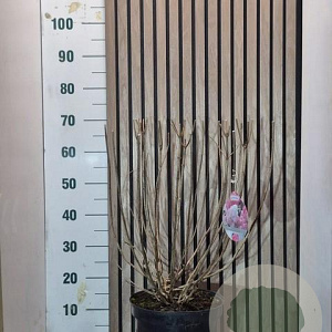 Hydrangea pan. Vanille-Fraise 50-60 cm 7,5L