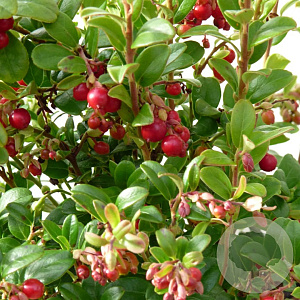Vaccinium  vitis-idaea Red Pearl P9