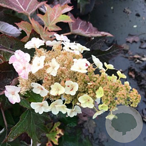 Hydrangea querc. 'Ruby Slippers' 60-80 cm 7,5L