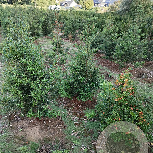 Ilex aquifolium 100-125 cm met kluit