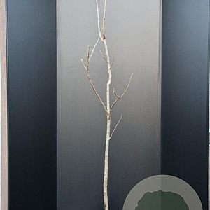 Koelreuteria paniculata 150-175 cm 15L