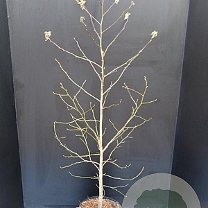 Liquidambar styraciflua 100-125 cm 10L