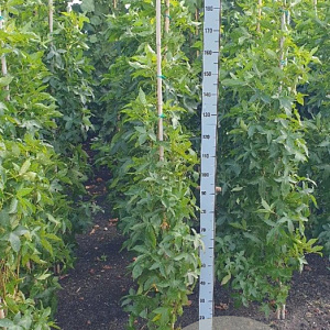 Liquidambar s. 'SlenderSilhouette' 125-150 cm met kluit