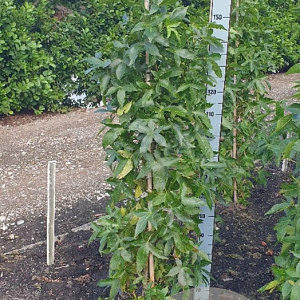 Liquidambar s. 'SlenderSilhouette' 150-175 cm met kluit