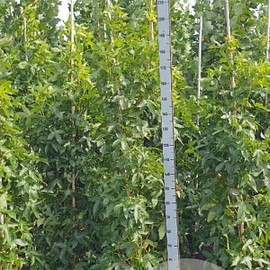 Liquidambar s. 'SlenderSilhouette' 175-200 cm met kluit