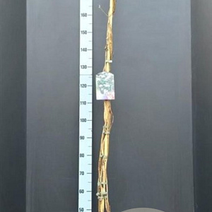 Lonicera per. 'Belgica' 175-200 cm 7,5L