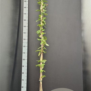 Lonicera per. 'Belgica' 175-200 cm 7,5L