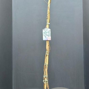 Lonicera per. 'Belgica' 175-200 cm 7,5L