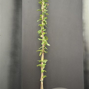 Lonicera per. 'Belgica' 175-200 cm 7,5L