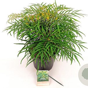 Mahonia eurybracteata 'Soft Caress' 40-50 cm 7,5L