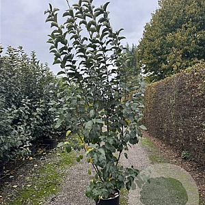 Malus 'Evereste' 175-200 cm 20L