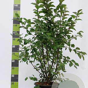 Malus 'Red Sentinel' 175-200 cm 20L