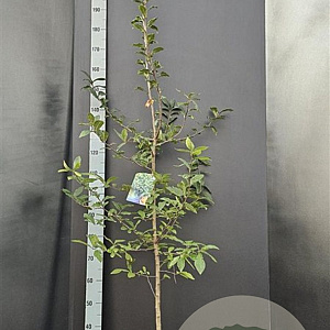 Mespilus germanica 125-150 cm 10L