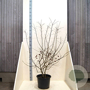 Mespilus germanica 175-200 cm 20L