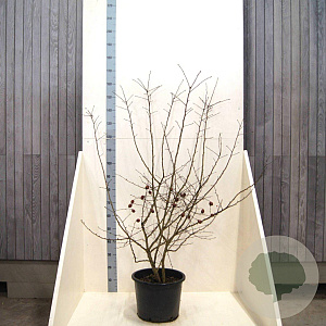 Mespilus germanica 175-200 cm 20L