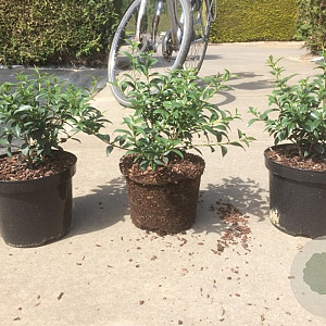 Osmanthus burkwoodii 50-80 cm 2,5L