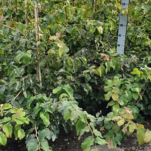 Parrotia persica 125-150 cm met kluit