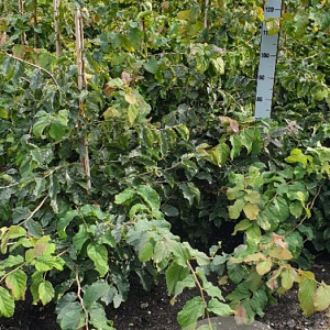 Parrotia persica 125-150 cm met kluit
