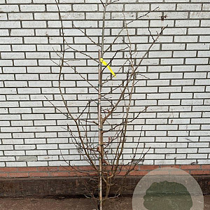 Parrotia persica 150-175 cm met kluit