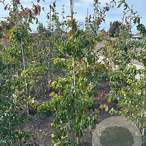 Parrotia persica 150-175 cm met kluit