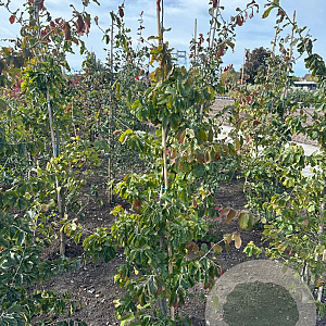Parrotia persica 150-175 cm met kluit