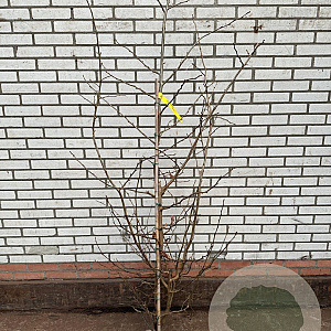 Parrotia persica 150-175 cm met kluit
