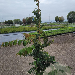 Parrotia persica 150-175 cm 15L