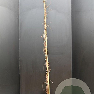 Parthenocissus tr. 'Veitchii' 150-175 cm 7,5L