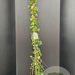 Parthenocissus tr. 'Veitchii' 150-175 cm 7,5L