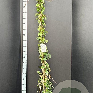 Parthenocissus tr. 'Veitchii' 150-175 cm 7,5L