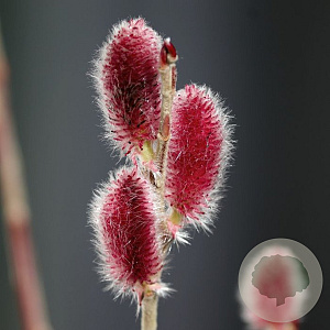 Salix gracilistyla 'Mt. Aso' 100-125 cm 10L