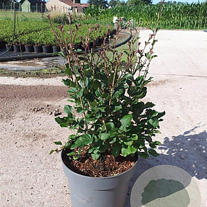 Syringa meyeri 'Palibin' 50-60 cm 10L