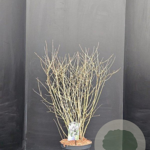 Syringa meyeri 'Palibin' 80-90 cm 20L