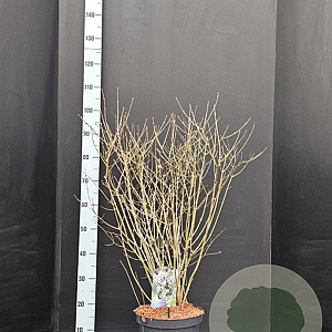 Syringa meyeri 'Palibin' 80-90 cm 20L