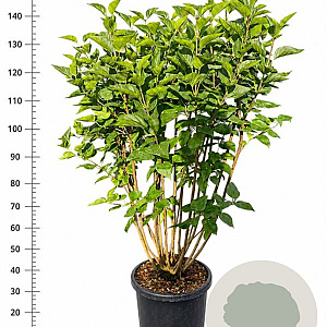 Syringa v. 'Charles Joly' 125-150 cm 25L