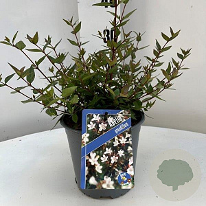 Abelia grandiflora 25-30 cm 2,5L