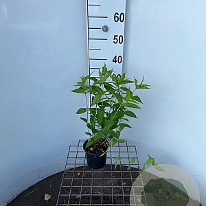 Diervilla sessilif. 'Butterfly' 30-40 cm C1.3