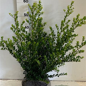 Ilex crenata 'Caroline Upright' 50-60 cm met kluit